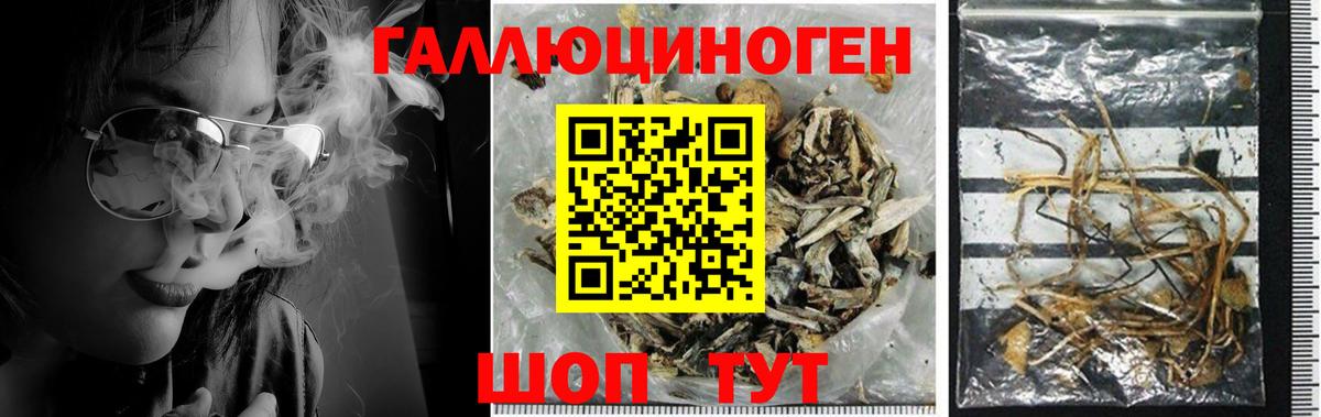 Галлюциногенные грибы Cubensis Валуйки